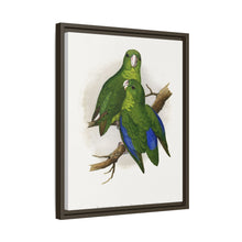 Passerine or Blue-winged Parrakeet (Psittacula columboides) colored wood-engraved plate by Alexander Francis Lydon