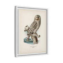 Strix uralensis ♀ illustrated by the von Wright brothers from our own 1929 folio version of Svenska Fåglar Efter Naturen Och Pa Sten Ritade - NOMADEN ART GALLERY