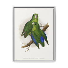 Passerine or Blue-winged Parrakeet (Psittacula columboides) colored wood-engraved plate by Alexander Francis Lydon - NOMADEN ART GALLERY