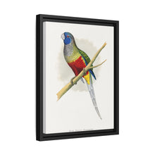 Blue Bonnet Parrakeet (Northiella haematogaster) colored wood-engraved plate by Alexander Francis Lydon.