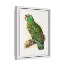 Placa xilográfica coloreada de periquito multicolor (Psephotellus varius) de Alexander Francis Lydon