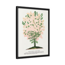 Purple Fringe tree lithograph. Digitally enhanced from our own original 1900 edition plates of Botanical Specimen published by Rochester Lithographing