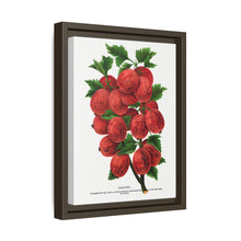 Industry Gooseberry lithograph. Digitally enhanced from our own original 1900 edition plates of Botanical Specimen published by Rochester Lithographing