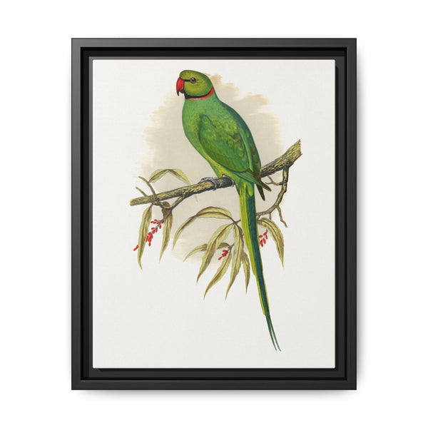 Ring-Necked or Bengal Parakeet (Psittacula columboides) colored wood-engraved plate by Alexander Francis Lydon - NOMADEN ART GALLERY