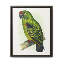 Jardine's Parrot (Poicephalus gulielmi gulielmi) colored wood-engraved plate by Alexander Francis Lydon. - NOMADEN ART GALLERY