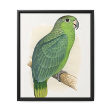 Mealy Amazon (Amazona farinosa) colored wood-engraved plate by Alexander Francis Lydon - NOMADEN ART GALLERY