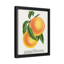 Champion plum lithograph from Botanical Specimen published by Rochester Lithographing - NOMADEN ART GALLERY