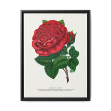 Red rose, American Beauty lithograph. Digitally enhanced from our own original 1900 edition plates of Botanical Specimen published by Rochester Lithographing - NOMADEN ART GALLERY