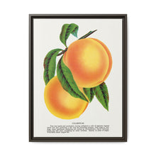 Champion plum lithograph from Botanical Specimen published by Rochester Lithographing - NOMADEN ART GALLERY