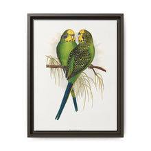 Budgerigar (Melopsittacus undulatus) colored wood-engraved plate by Alexander Francis Lydon - NOMADEN ART GALLERY
