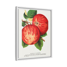 Duchess of Oldenburg apples lithograph from Botanical Specimen published by Rochester Lithographing