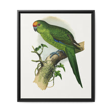 Golden-Crowned Parrakeet (Cyanoramphus auriceps) colored wood-engraved plate by Alexander Francis Lydon - NOMADEN ART GALLERY