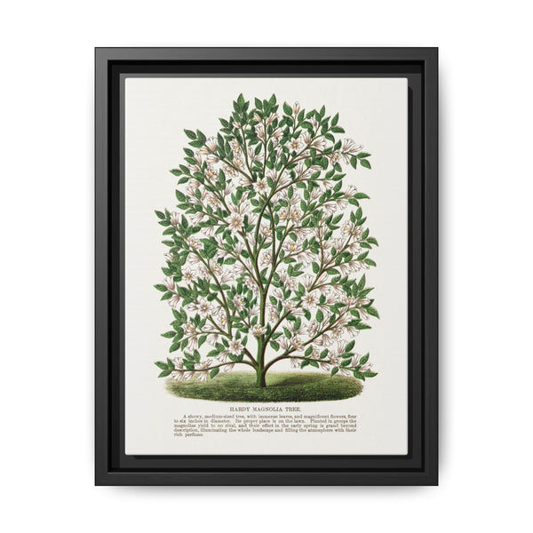 Hardy Magnolia tree lithograph. Digitally enhanced from our own original 1900 edition plates of Botanical Specimen published by Rochester Lithographing - NOMADEN ART GALLERY
