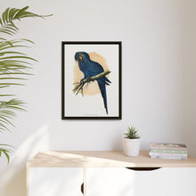 Hyacinthine Macaw (Anodorhynchus hyacinthinus) colored wood-engraved plate by Alexander Francis Lydon.