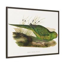 Green Ground Parrot (Pezoporus wallicus) colored wood-engraved plate by Alexander Francis Lydon