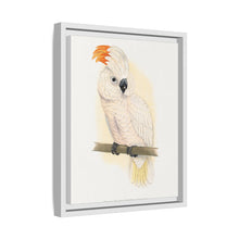 Great Salmon-Crested Cockatoo (CACATUA MOLUCCENSIS) colored wood-engraved plate by Alexander Francis Lydon.