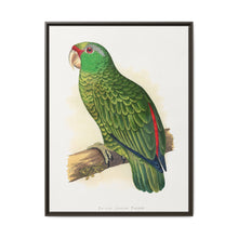 Many-Coloured Parrakeet (Psephotellus varius) colored wood-engraved plate by Alexander Francis Lydon - NOMADEN ART GALLERY