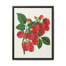 Shaffer's Colossal Raspberry Lithograph (1900) - NOMADEN ART GALLERY