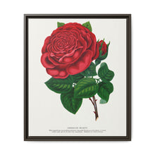 Red rose, American Beauty lithograph. Digitally enhanced from our own original 1900 edition plates of Botanical Specimen published by Rochester Lithographing - NOMADEN ART GALLERY