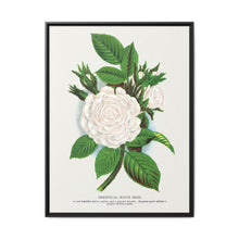 Rose, Perpetual White Moss lithograph. Digitally enhanced from our own original 1900 edition plates of Botanical Specimen published by Rochester Lithographing - NOMADEN ART GALLERY