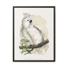 Great White-Crested Cockatoo (Cacatua alba) colored wood-engraved plate by Alexander Francis Lydon - NOMADEN ART GALLERY