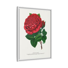 Red rose, American Beauty lithograph. Digitally enhanced from our own original 1900 edition plates of Botanical Specimen published by Rochester Lithographing