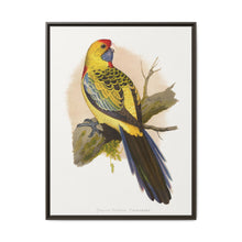 Yellow-Rumped Parrakeet (Platycercus elegans flaveolus) colored wood-engraved plate by Alexander Francis Lydon. - NOMADEN ART GALLERY