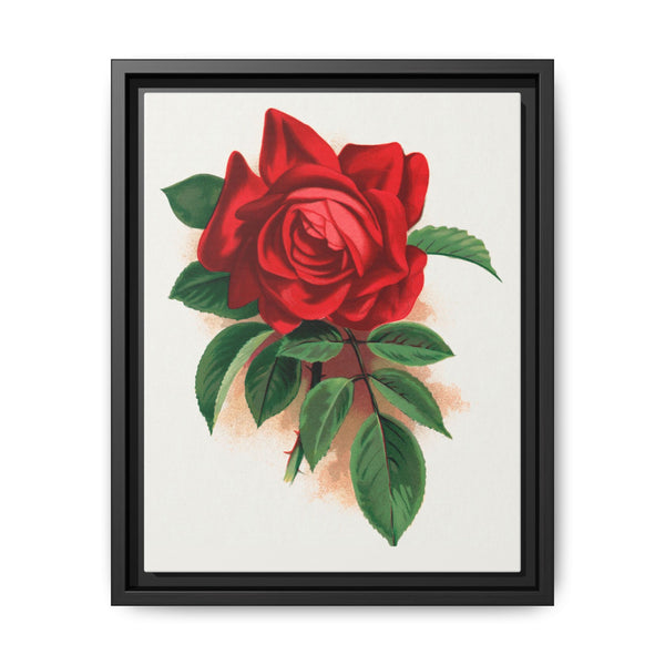 Red rose, Alfred Colomb lithograph. Digitally enhanced from our own original 1900 edition plates of Botanical Specimen published by Rochester Lithographing - NOMADEN ART GALLERY