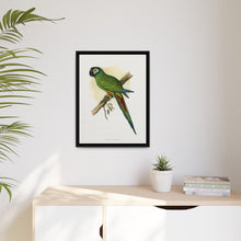 llliger's Macaw (Primolius maracana) colored wood-engraved plate by Alexander Francis Lydon