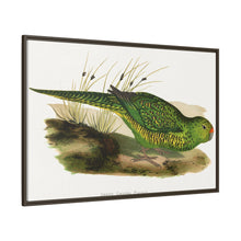 Green Ground Parrot (Pezoporus wallicus) colored wood-engraved plate by Alexander Francis Lydon