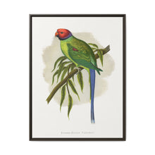 Blossom-Headed Parrakeet (Psittacula roseata) colored wood-engraved plate by Alexander Francis Lydon. - NOMADEN ART GALLERY