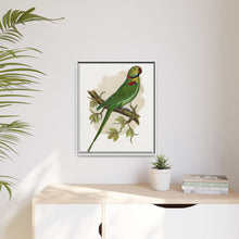 Alexandrine Parakeet (Psittacula eupatria) colored wood-engraved plate by Alexander Francis Lydon.