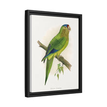 Petz's Conure (Aratinga canicularis) colored wood-engraved plate by Alexander Francis Lydon