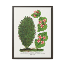 Tartarian, Upright Honeysuckle bush lithograph. Digitally enhanced from our own original 1900 edition plates of Botanical Specimen published by Rochester Lithographing - NOMADEN ART GALLERY