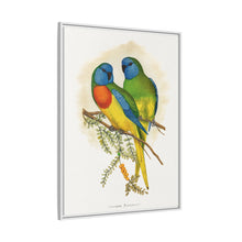 Prachtsittich (Neophema splendida) farbige Holzstichplatte von Alexander Francis Lydon
