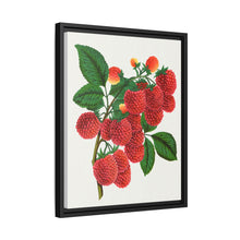 Shaffer's Colossal Raspberry Lithograph (1900)