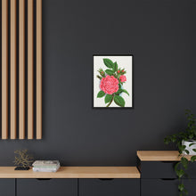 Pink rose, Salet Moss lithograph. Digitally enhanced from our own original 1900 edition plates of Botanical Specimen published by Rochester Lithographing