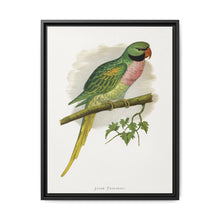 Javan Parrakeet (Psittacula alexandri) colored wood-engraved plate by Alexander Francis Lydon. - NOMADEN ART GALLERY
