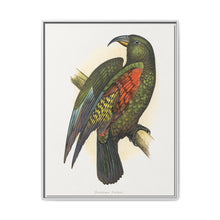 Mountain Parrot (Nestor notabilis) colored wood-engraved plate by Alexander Francis Lydon - NOMADEN ART GALLERY