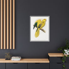 Golden or Queen Bavaria's Parrot (Guaruba guarouba) colored wood-engraved plate by Alexander Francis Lydon.