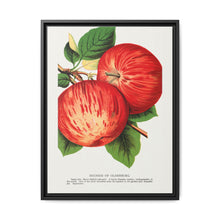 Duchess of Oldenburg apples lithograph from Botanical Specimen published by Rochester Lithographing - NOMADEN ART GALLERY