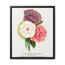 Double Althea in 3 colors lithograph. Digitally enhanced from our own original 1900 edition plates of Botanical Specimen published by Rochester Lithographing - NOMADEN ART GALLERY