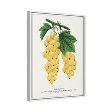 White Grape Lithograph | Vintage Botanical Wall Art Print