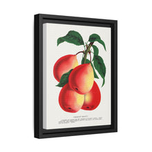 Vermont Beauty pear lithograph. Digitally enhanced from our own original 1900 edition plates of Botanical Specimen published by Rochester Lithographing - NOMADEN ART GALLERY