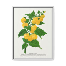 Golden queen raspberry lithograph. Digitally enhanced from our own original 1900 edition plates of Botanical Specimen published by Rochester Lithographing - NOMADEN ART GALLERY