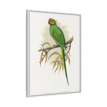 Ring-Necked or Bengal Parakeet (Psittacula columboides) colored wood-engraved plate by Alexander Francis Lydon