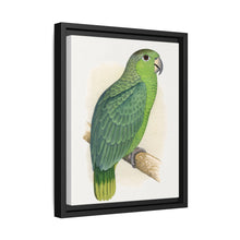 Mealy Amazon (Amazona farinosa) colored wood-engraved plate by Alexander Francis Lydon - NOMADEN ART GALLERY