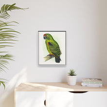 Placa grabada en madera de color loro de Jardine (Poicephalus gulielmi gulielmi) de Alexander Francis Lydon. 