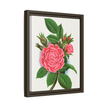 Pink rose, Salet Moss lithograph. Digitally enhanced from our own original 1900 edition plates of Botanical Specimen published by Rochester Lithographing