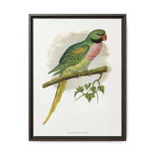 Javan Parrakeet (Psittacula alexandri) colored wood-engraved plate by Alexander Francis Lydon. - NOMADEN ART GALLERY